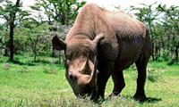 Rhinos