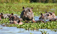 Hippos