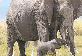 Mama elephant brutally killed for her tusks