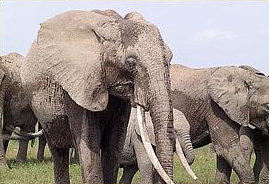 Mama elephant brutally killed for her tusks