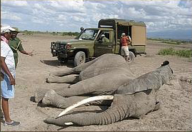 Mama elephant brutally killed for her tusks