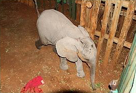 Mama elephant brutally killed for her tusks