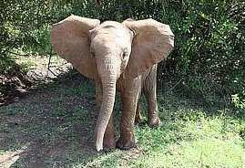 Mama elephant brutally killed for her tusks