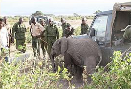Mama elephant brutally killed for her tusks