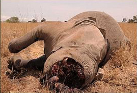 Mama elephant brutally killed for her tusks