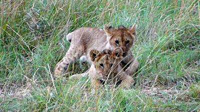 Lion cubs