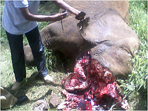 Mama elephant brutally killed for her tusks