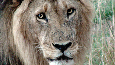 Lion in Kenya