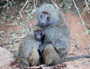 Mother baboon and baby