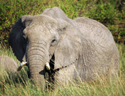 African elephant