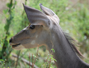 Kudu at Serena