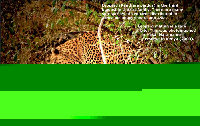Leopards Mating