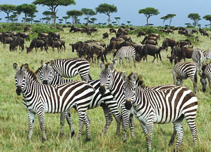 One terrific tour operator
